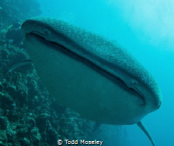Whale shark. by Todd Moseley 